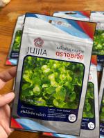 สลัดกรีนโอ๊ค ผักกาดหอม กรีนโอ๊คลีฟ ออโรร่า ตราจุยเจีย Green Oakleaf Aurora