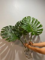 Monstera ไจแอ้น ต้นมอนสเตอร่า ไม้ฟอกอากาศ (ต้นจริง)