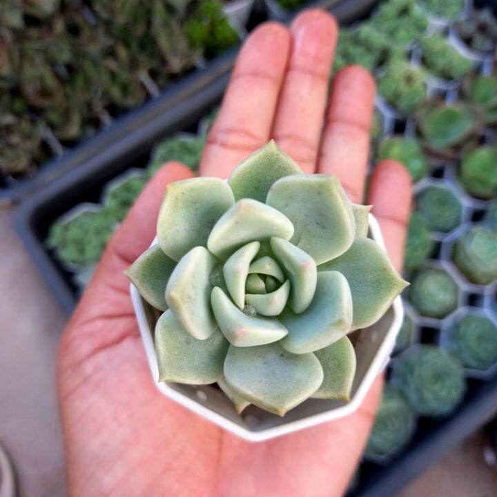 graptoveria-tricolor-กุหลาบหิน-ไม้อวบน้ำกระถางสองนิ้วสางพร้อมกระถาง