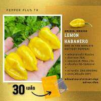 เมล็ดพันธุ์พริก Lemon Habanero 250,000 SHU ชุดละ 30 เมล็ด สีเหลืองเลม่อนสวยมาก กลิ่นหอม หวานนำ เผ็ดมากด้วย