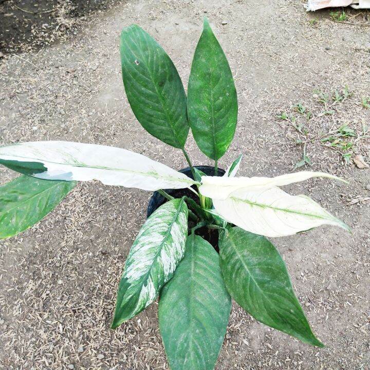 VARIEGATED PEACE LILY PLANT FOR SALE | Lazada PH