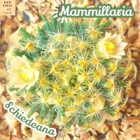 [แมม ขนนกเหลือง] Mammillaria Schiedeana ส่งพร้อมกระถาง ดอกสวย ออกดอกเก่ง แคคตัส พืชอวบน้ำ Cactus Succulent ทะเลทราย ชอบแดด ทนแดด ฟอร์มกอ ไม้กอ ขนทอง