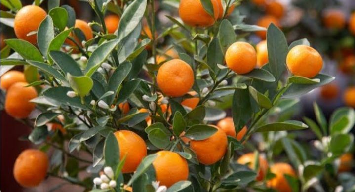 ต้นส้มจี๊ด-ต้นไม้ที่สามารถเป็นได้ทั้งไม้ประดับ-ไม้ผล-และไม้มงคล-หลายคนคงจะนึกถึงต้นส้มจี๊ดเป็นอันดับแรก-ๆ-อย่างแน่นอน-nbsp