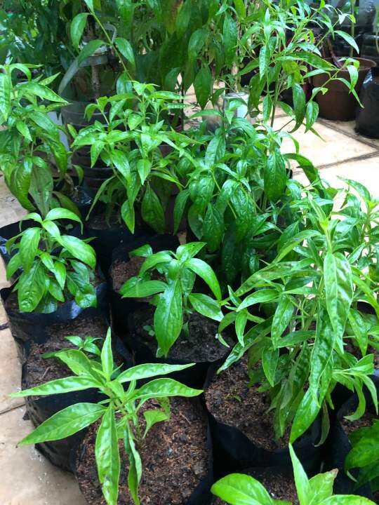 Serpentina Herbal Plant - Medium Size | Lazada PH