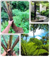 Tree’s fernsต้นพันธ์/ทรีเฟิน มหาสดำ(ขนาดประมาณ50cm.)