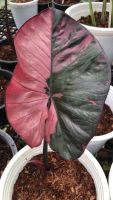 Alocasia serendipity variegated ?? อโลคาเซีย เซเรนดิพิตี้?ลุ้นด่าง