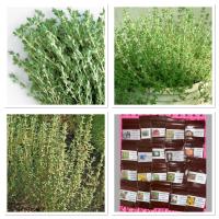 เมล็ดพันธุ์ ไธม์ เยอรมัน (Common Thyme Seed) บรรจุ 50 เมล็ด คุณภาพดี