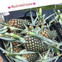 สับปะรด ของดีป่าบอน เนื้อแก้ว รสหวาน ฉ่ำ 5 กิโล 200 บาท