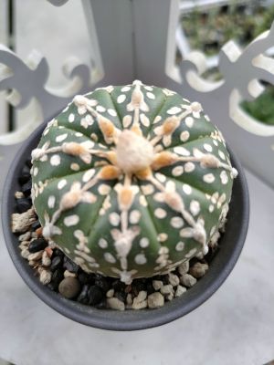 กระบองเพชร แคคตัส แอสโตรไฟตัม วีไทป์ (Astrophytum Asterias V-type) อยู่ในกระถาง 3-3.5 นิ้ว พร้อมส่ง