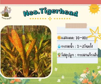 สับปะรดสี นีโอไทเกอร์เฮด Neo Tigerhead (หน่อ)