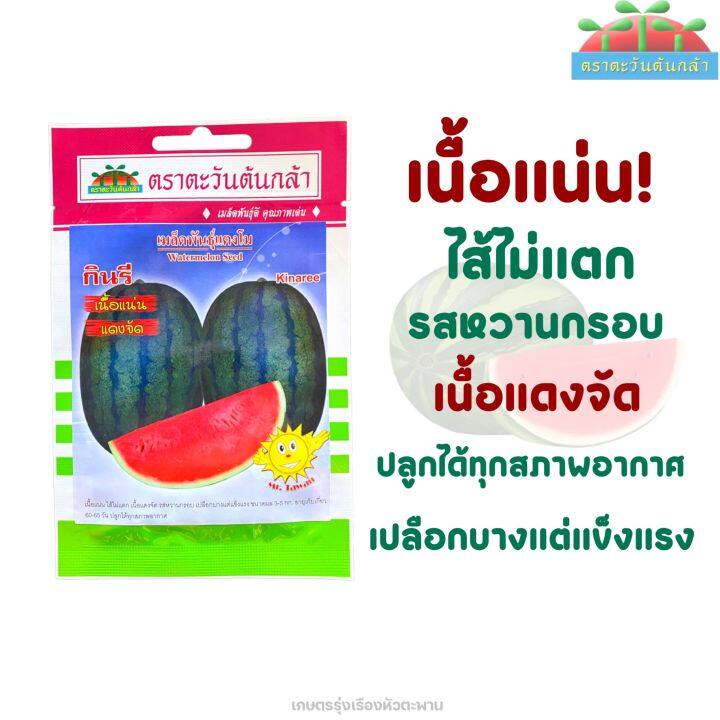 เมล็ดพันธุ์แตงโมกินรี-ตราตะวันต้นกล้า-เนื้อเเน่น-เเดงจัด