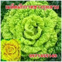 เมล็ดผักกาดขาวกุหลาบ3000 เมล็ด