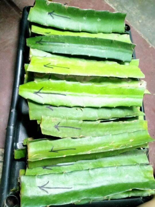 Dragon fruit cutting 8inches 6 pcs Lazada PH