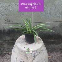 ต้นเศรษฐีเรือนใน Spider plant
กระถาง 3"
เป็นต้นไม้มงคล ฟอกอากาศดีงาม ดูดสารพิษในอากาศ ประดับบ้าน สวน สวยงาม
ชอบแดดรำไร
เลี้ยงง่าย
รดน้ำวันละครั้ง