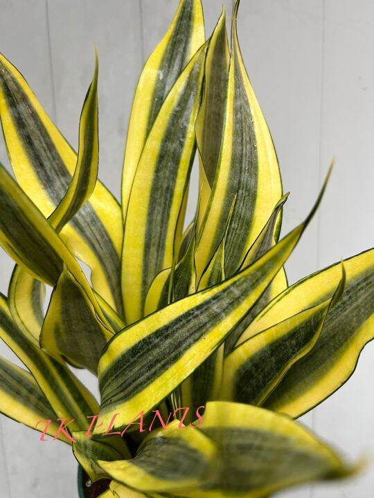 SOV,Sansevieria Gold Dust, Sansevieria ,Snake Plants, Indoor Plant
