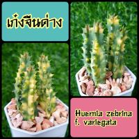 เก๋งจีนด่าง (Huernia zebrina f. variegata) ด่างสีสวย เลือกต้นได้เลย