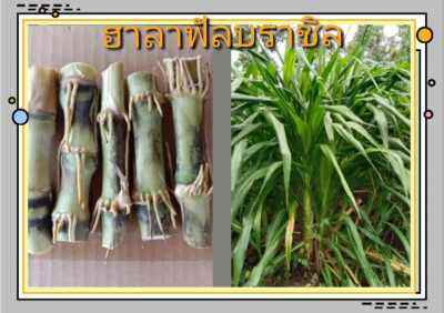 หญ้าฮาลาฟั้นบราชิลชุดทดลอง 52 ท่อน 150 บาท