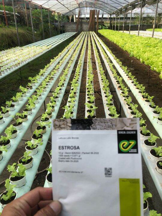 ESTROSA Lettuce Lollo Bionda Seed (repack 1gram) Lazada PH