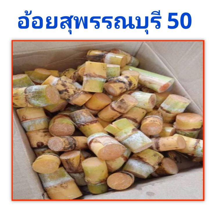 ท่อนพันธุ์ต้นอ้อยคั้นน้ำ-ท่อนพันธุ์ต้นอ้อยสุพรรณบุรี50-ชุดล่ะ-50-ท่อ่น