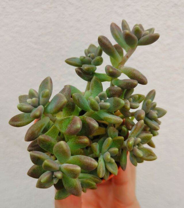 Succulent Graptopetalum 'Mirinae'姬秋丽 | Lazada