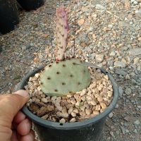 กระบองเพชร แคคตัส ซานตาริต้า Santa Rita Cactus Opuntia​ กระถาง 6 นิ้ว