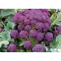 เมล็ดพันธุ์ บล็อคโคลี่ เบบี้ สีม่วง (  Broccoli Baby Purple ) จำนวน 50 เมล็ด