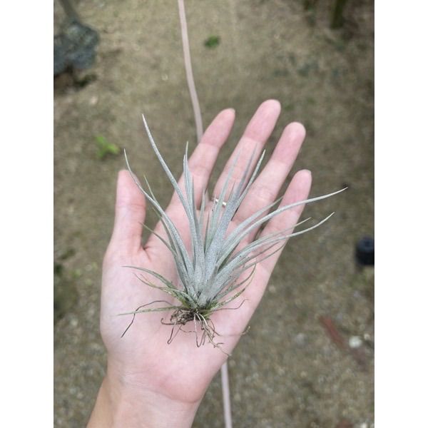 Tillandsia Pringlei.