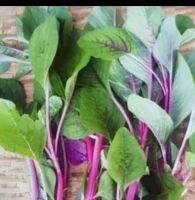 เมล็ดพันธุ์ ผักโขมชมพู (Pink Amaranth) บรรจุ 200 เมล็ด สีสวย สะดุดตาใบมีสีเขียวปนแดงและต้นสีชมพู