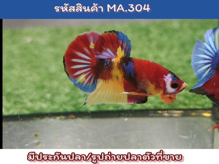 ปลากัดนีโม่-เพศผู้พร้อมรัด-ปลาเกรด-ขนาด1-5นิ้ว