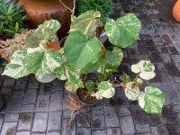 โพธิ์สามสีกระถาง8"