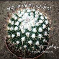 [ถูกที่สุด]แคคตัสคลื่นสมองดอทฟู brain cactus กระบองเพชร