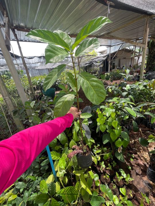 ต้นมะเดื่อชุมพร-ผักสวนครัวควรมีติดบ้าน-เป็นสมุนไพรไทยหายาก