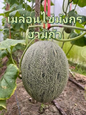 เมล่อนไข่มังกร ฮามิกัว 🍈 Melon Khai Mang Korn Seeds 🍈เมล็ดพันธุ์บรรจุ 10 เมล็ด เมล่อน 🍈ทนร้อน โตไว