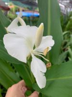 ต้นมหาหงส์ ต้นสเลเต สเลเตดอกสีขาว (Hedychium coronarium)  ต้นสูง 60-70 ซม ต้นไม้ถ่ายจากต้นจริง ต้นไม้หายาก ดอกหอมมาก เหงไม้มงคลทางเมตตามหานิยม ใช้ดอกมหาหงส์บูชาพระ