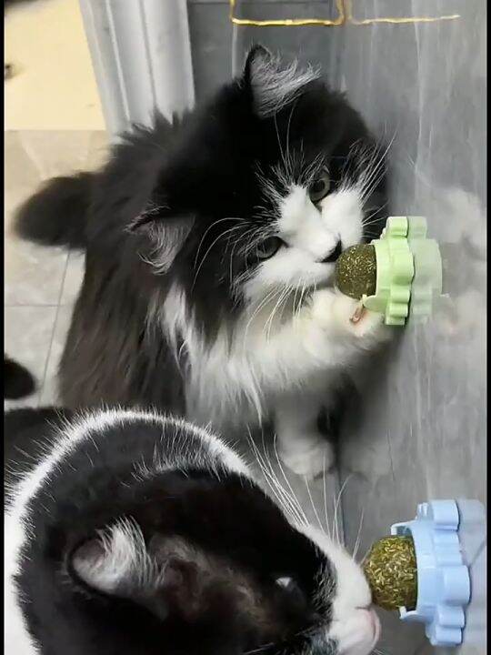 Crab Catnip Alpukat Catnip Balls Makanan Hewan Berputar Lazada Indonesia