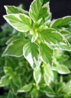 เมล็ดพันธุ์โหระพาอิตาเลียนใบด่าง Variegated Italian Basil บรรจุ 60 เมล็ด ของแท้ คุณภาพดี ราคาถูก นำเข้าจากต่างประเทศ