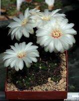 ยิมโนเมโสโปเตเมีย Gymnocalycium mesopotamicum กระถาง 2.5 นิ้ว