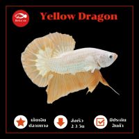 ปลากัด เยลโล่ดราก้อน Yellow Dragon ปลาสวยงามสีแปลก มีประกันสินค้า