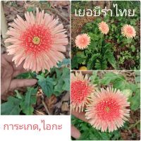 เยอบีร่าไทย ไอกะ,การะเกด Gerbera ไม้สะสม ไม้ดอก ดอกไม้