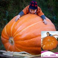 เมล็ด ฟักทองยักษ์  5 เมล็ด Big Boon Pumpkin, Big Max Pumpkin Original   สายพันธุ์ OP