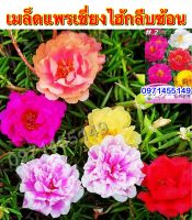 เมล็ดพันธุ์แพรเซี่ยงไฮ้ซ้อน คุณนายตื่นสาย 500เมล็ดเมล็ด Mose Rose color mix