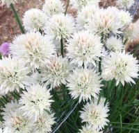 เมล็ดพันธุ์ดอกหอมฝรั่งสีขาว ไวท์ เพิร์ล (White Pearl Chives Seed) บรรจุ 50 เมล็ด ของแท้ คุณภาพดี ราคาถูก นำเข้าจากต่างประเทศ