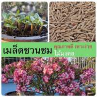 เมล็ดชวนชม เมล็ดดอกไม้ พันธุ์ยอดนิยม ราชินีพันดอก บางคล้า  เขาหินซ้อน เพชรบ้านนา ฯลฯ เปอร์เซ็นการขึ้นดีมาก เพาะง่าย ไม้มงคล