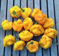 เมล็ดพันธุ์ พริกจาไมก้า สีเหลือง (Yellow Jamaica Pepper Seed) ความเผ็ด 100,000-300,000 SHU บรรจุ 5 เมล็ด