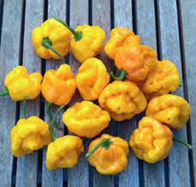 เมล็ดพันธุ์ พริกจาไมก้า สีเหลือง (Yellow Jamaica Pepper Seed) ความเผ็ด