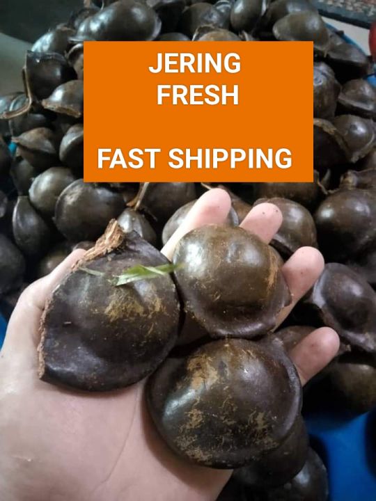 Jering Tua 500g And 1kg Lazada 