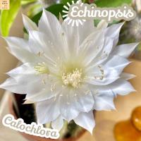 [ดาวล้อมเดือน] อิชินอปซิส ส่งพร้อมกระถาง Echinopsis Colochlora ไม้ทะเลทราย ทนแดด ทนแล้ง โตง่าย ลูกดก  อึดถึกทน แคคตัส ไม้อวบน้ำ Cactus