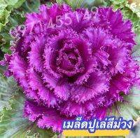 เมล็ดปูเล่สีม่วง20เมล็ดใบใหญ่ทรงสวยสีสดปูเล่อเมริกา