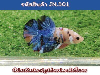 ปลากัดนีโม่กาแล็คซี่ เพศผู้ ขนาด1.4-1.5นิ้ว