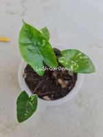 บอนกระดาดก้านดำ ด่าง alocasia black stem variegated